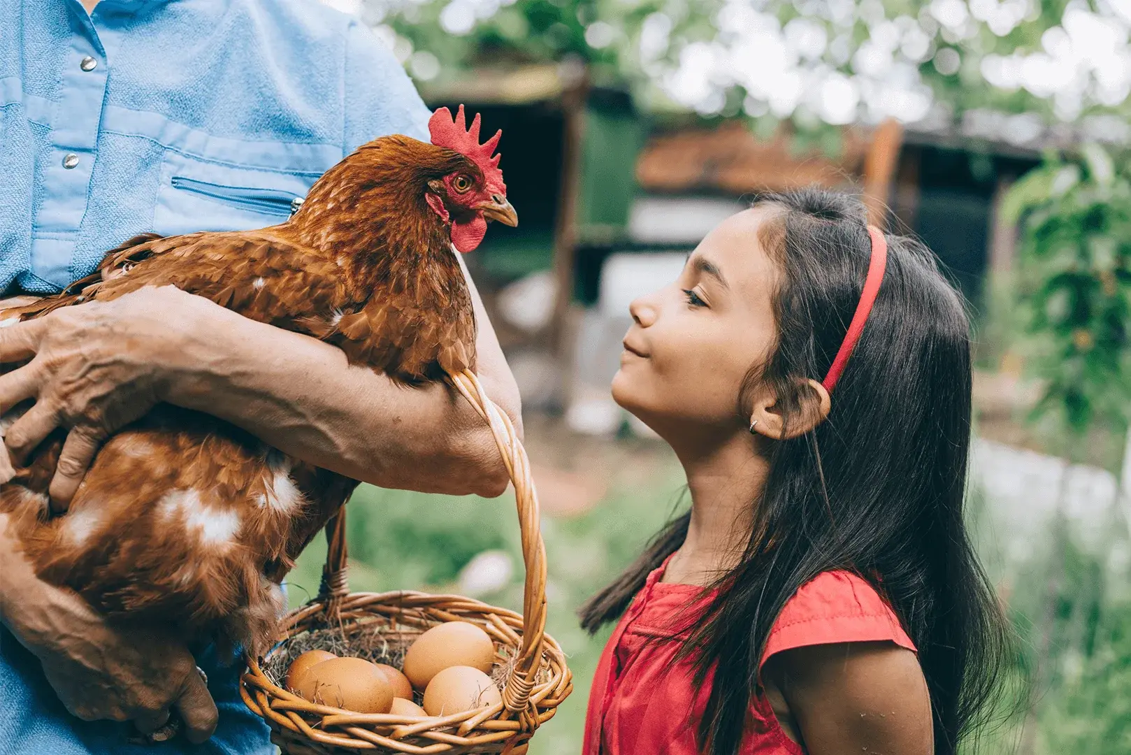 Ein Mann hält ein Huhn, während ein kleines Mädchen dem Huhn in die Augen schaut.