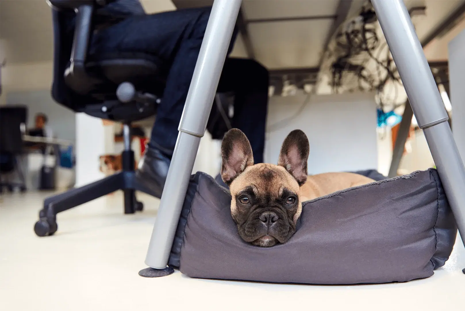 Foto: ein Hund liegt in einem Körbchen, unter dem Schreibtisch.