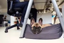 Foto: ein Hund liegt in einem Körbchen, unter dem Schreibtisch.