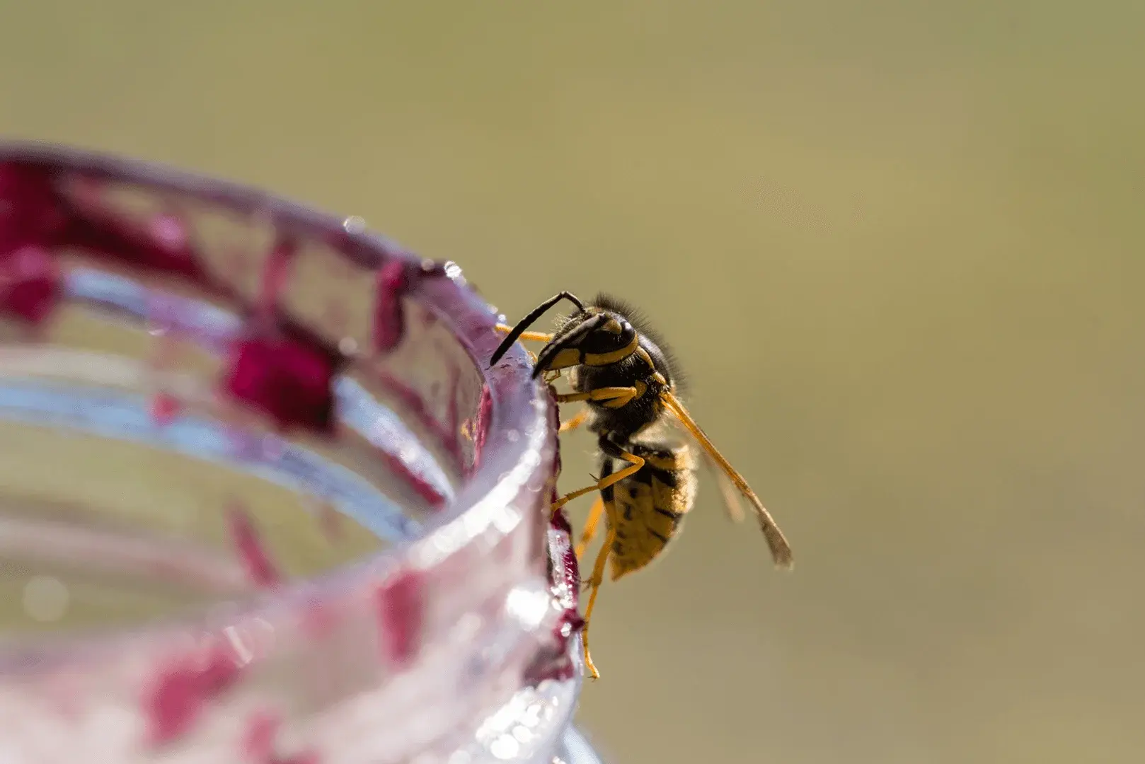 Foto: Nahaufnahme einer Wespe, die auf einem Glas mit Marmelade sitzt.