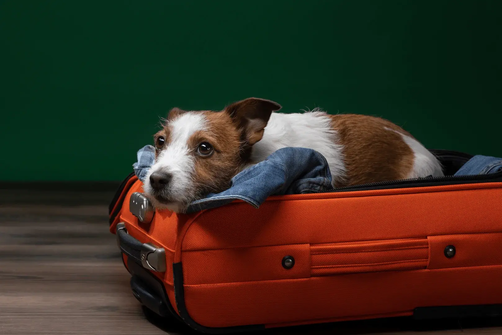 Foto: ein Hund wartet auf gepackten Koffern auf seine Abgabe