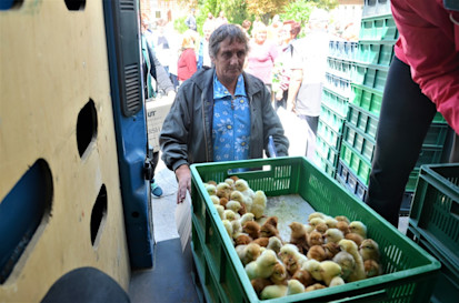 A woman in a hard-to-reach settlement receives one-day-old chickens. Photo: FAO/Viktoriia Mykhalchuk.