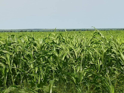 Sorghum plantation in Sudan