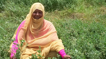 Aisha, a Food Hero in Sudan - FAO