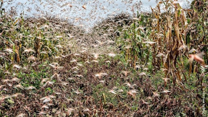 A locust infested farm in Somalia. Photo: FAO