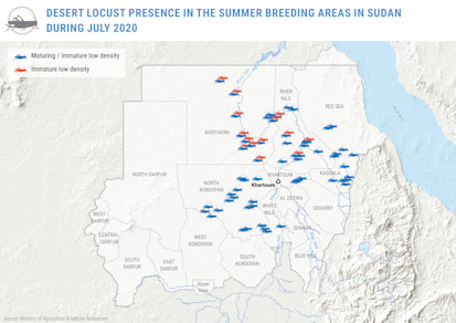 Desert locust presence in summer breeding areas in Sudan