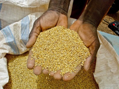 Millet seeds