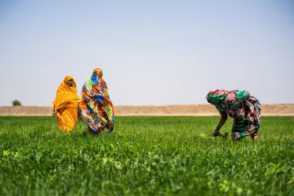 مزارعات  يتفقدن بوادر نمو القمح المبكرة (برنامج الأمم المتحدة الإنمائي بالسودان / علاء الدين عبد الله محمد)