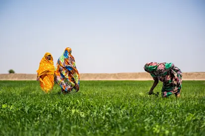 مزارعات يتفقدن بوادر نمو القمح المبكرة (برنامج الأمم المتحدة الإنمائي بالسودان / علاء الدين عبد الله محمد)