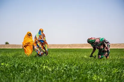 مزارعات يتفقدن نمو القمح المبكر (برنامج الأمم المتحدة الإنمائي السودان / علاء الدين عبد الله محمد)