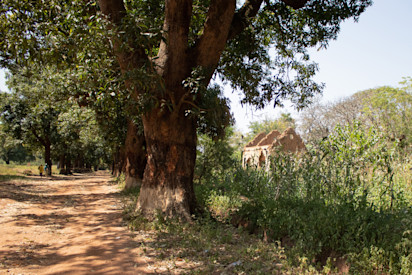 Planted fields now surround the abandoned and tree-lined main avenue that had been a main traffic route between the capitals of Chad and the Central African Republic (N'Djamena and Bangui). IDP can walk on the route but all the buildings are abandoned after being destroyed. ©OCHA/Anne Kennedy, Batangafo, Ouham Prefecture, CAR, 2020.