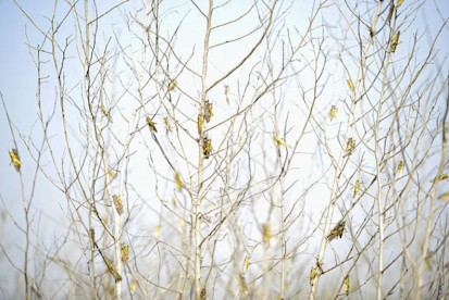 Pakistan desrt Locusts
