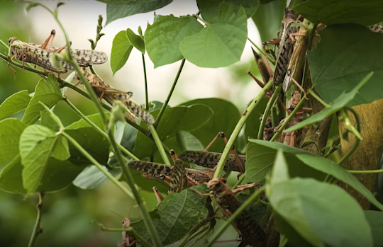 Desert locusts in the Horn of Africa. Video: FAO Desert locusts in the Horn of Africa. Video: FAO