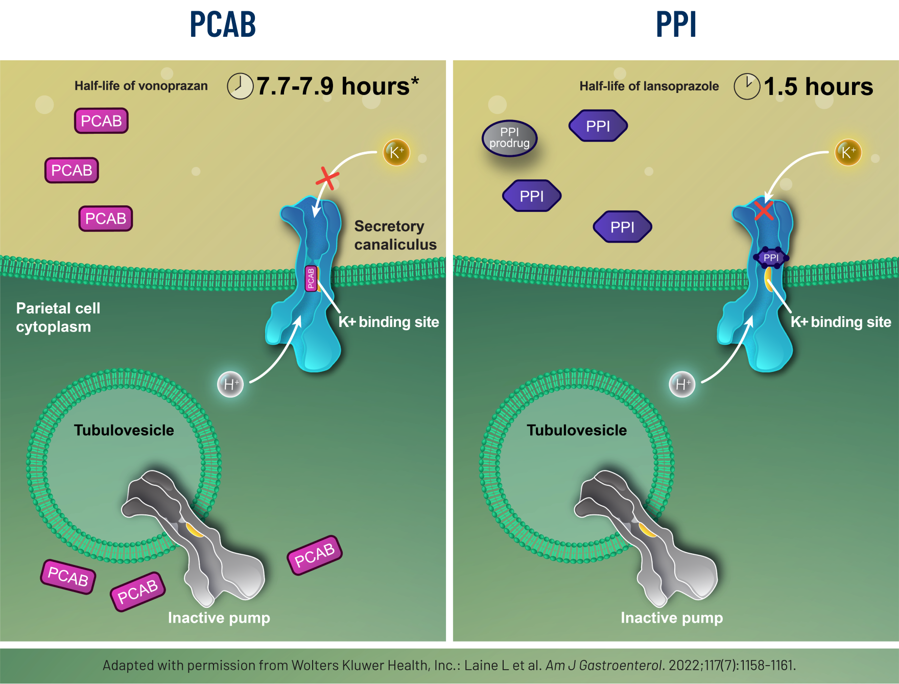 Image shows how a PCAB suppresses acid by inhibiting the binding of potassium ions to the acid pump