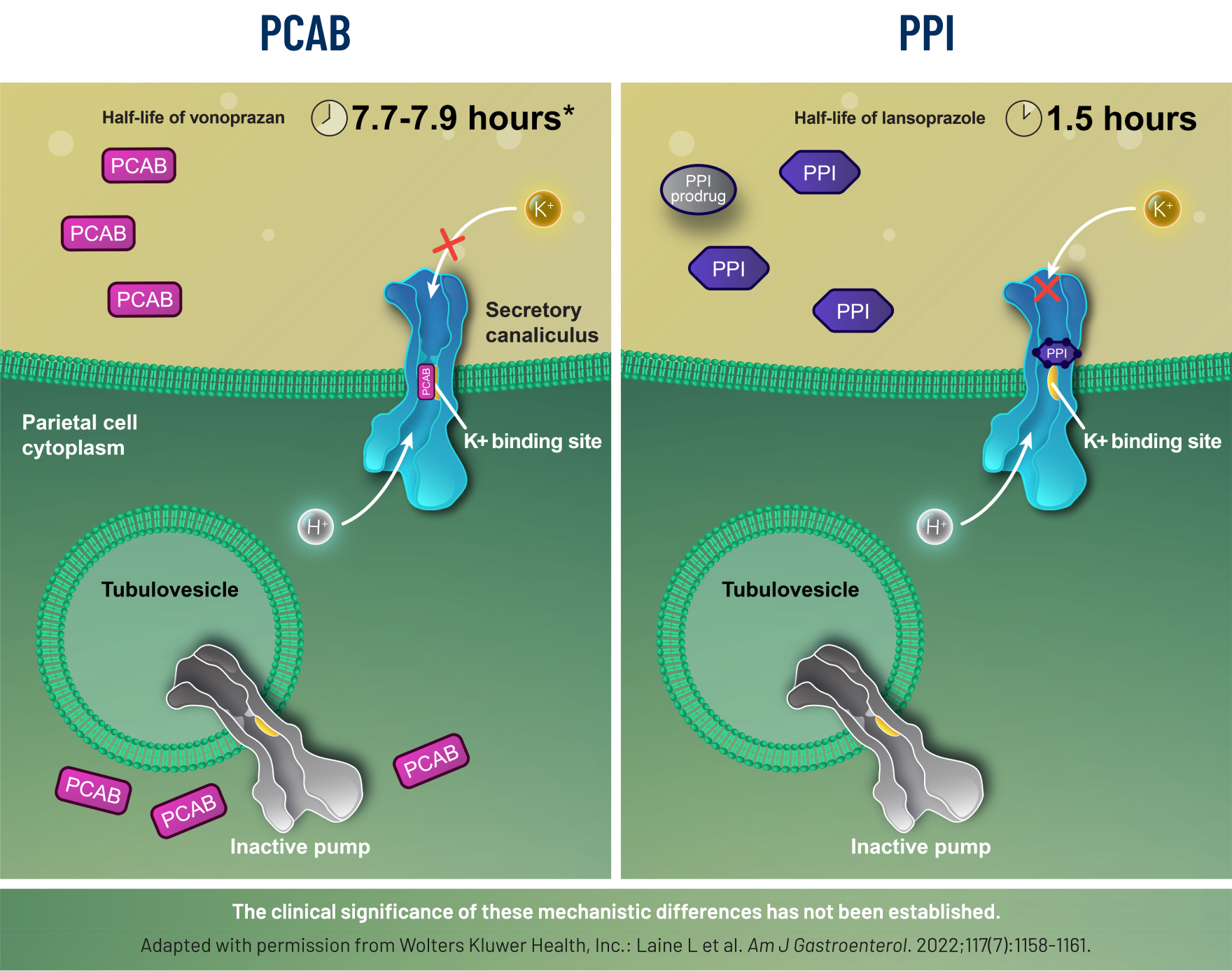 Image shows how a PCAB and PPI suppress acid differently