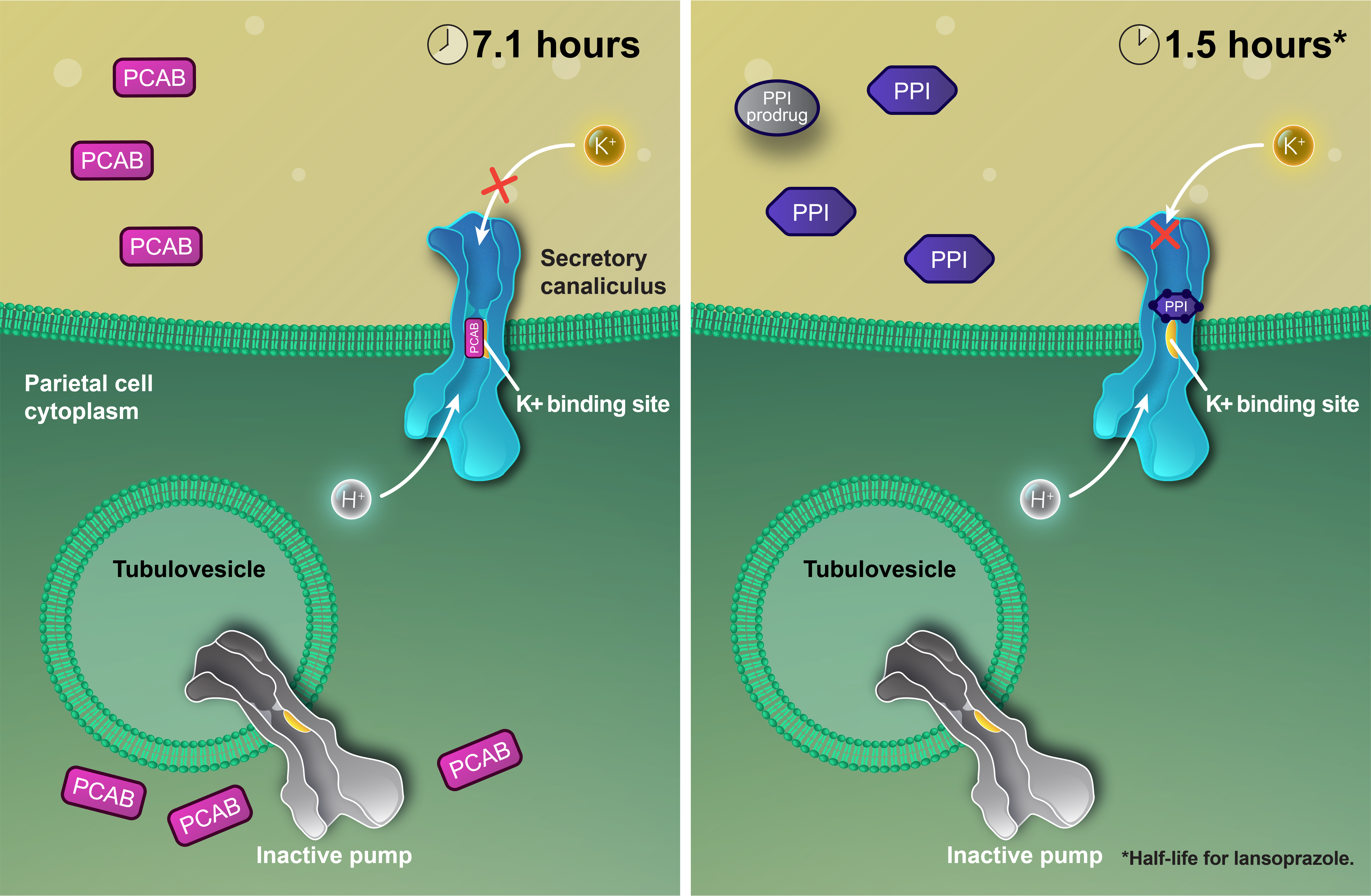 Image showing the cellular activity of a PCAB and its impact on acid suppression in the gastric system. This novel class of acid suppression acts in a unique way. Features of PCABs include long half-life, acid not required for activation, they bind to active acid pumps in a non-covalent and reversible manner.