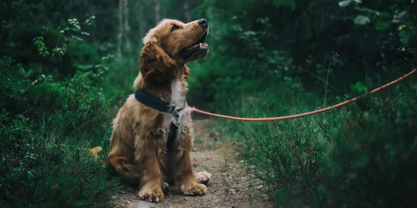 愛犬の健康を守る！おすすめのドッグフード定期便サービス