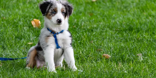 手作り犬の餌：愛犬の健康を守るための基本知識