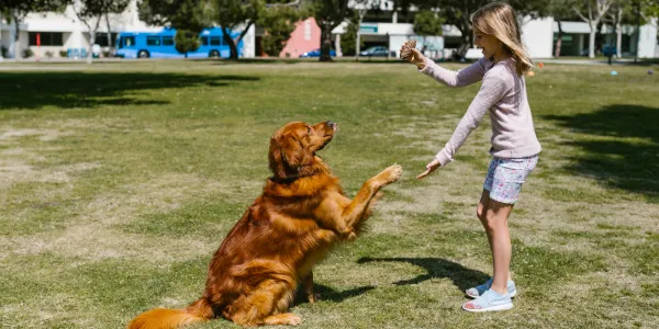 犬とスイカ：夏のおやつに最適な理由