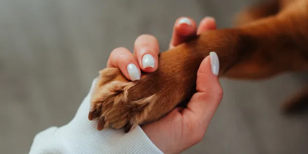 「犬のトイレしつけの秘訣：ストレスフリーで始める方法」