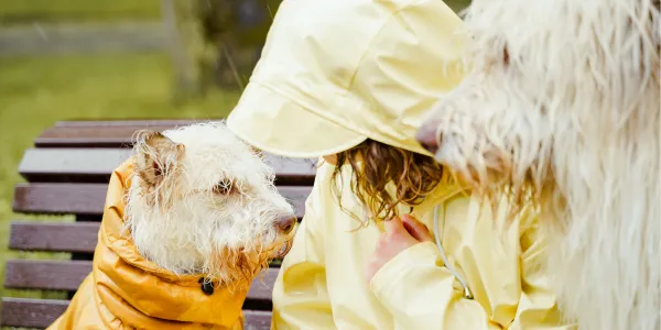 犬のレインコートの選び方と必要性について紹介！