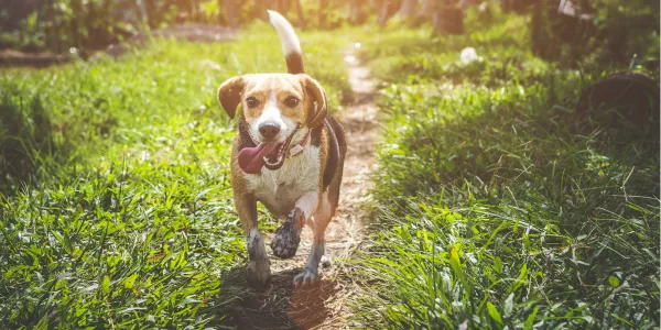 犬の年齢を人間に例えると？年齢換算の方法と成長の違い