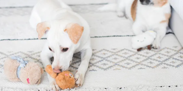 エアコンなしでもできる犬の暑さ対策！簡単で効果的な方法