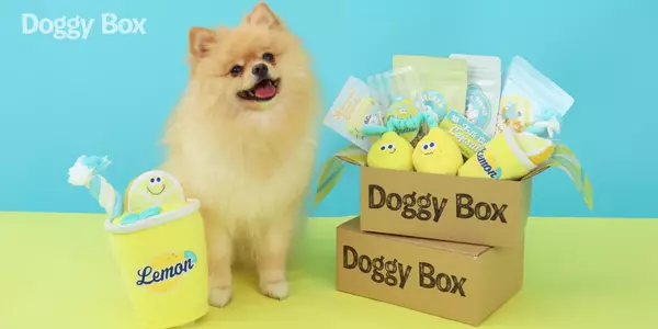 Doggy Box