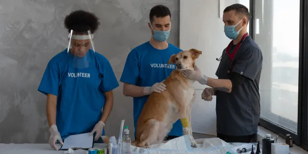 りんごで愛犬の健康を守ろう：効果と与え方ガイド