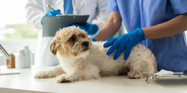 犬に梨を与えるべき？健康効果と安全な摂取量