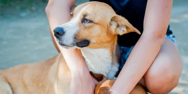 犬にブルーベリーを与えるべき？健康効果と安全な摂取量