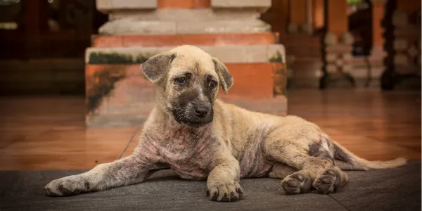 犬の年齢を人間に例えると？年齢換算の方法と成長の違い