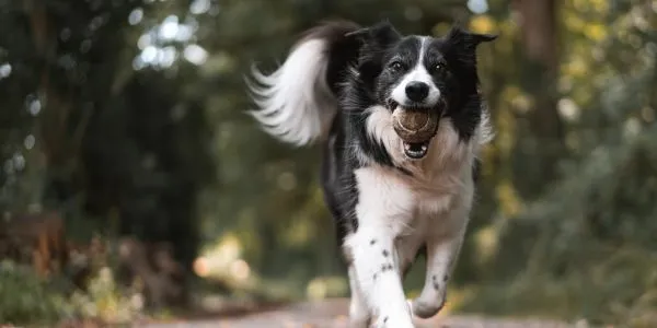 なぜ犬はこんなにかわいいのか？その魅力を解説