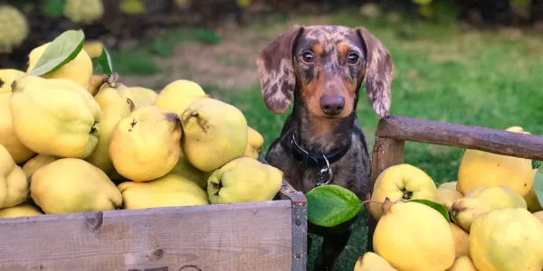 犬にじゃがいもを与える際の安全ガイド