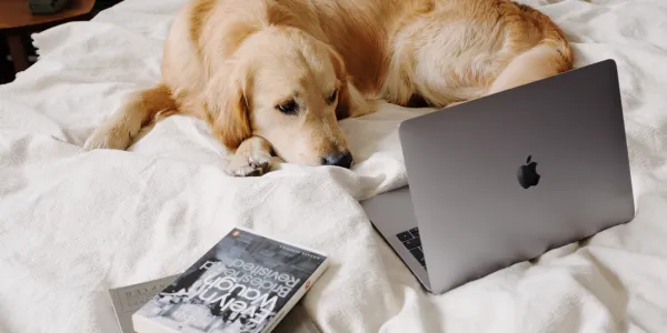 犬のレインコートの選び方と必要性について紹介！