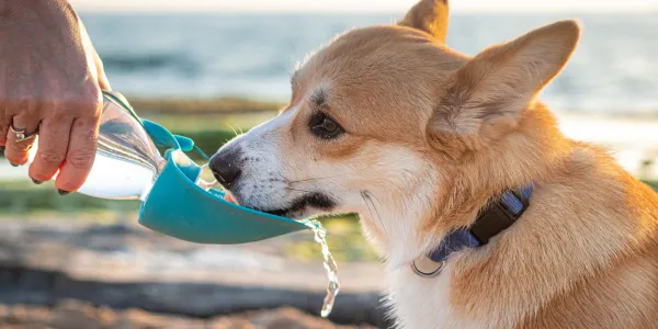 犬の暑さ対策：家でも外でもできる簡単な方法