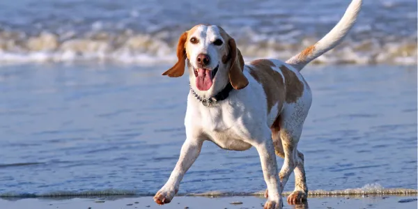 ドッグフードのサブスク徹底比較：愛犬にぴったりの選び方