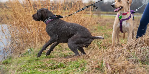 犬に梨を与えるべき？健康効果と安全な摂取量