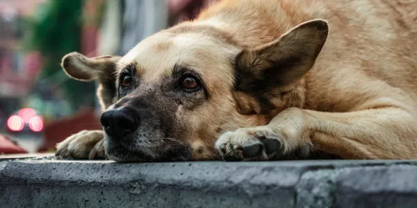 ドッグフードのサブスク徹底比較：愛犬にぴったりの選び方