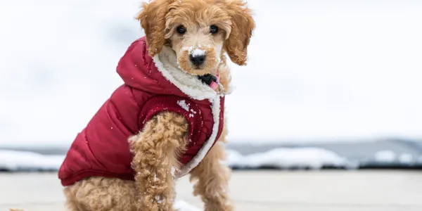 愛犬との暮らしを豊かにする！犬グッズの選び方とおすすめアイテム