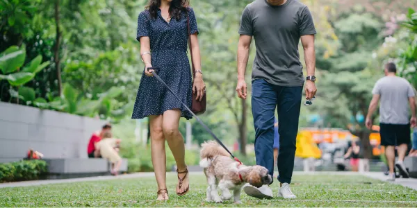 夏の散歩で犬を守る！高温対策と注意点