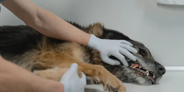 犬のアレルギーとは？症状や予防法を解説