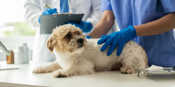 犬にはちみつを与えるメリットと注意点