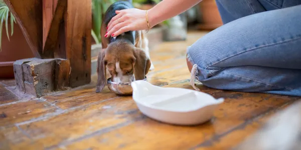 犬がバナナを食べても大丈夫？栄養素と注意点を解説