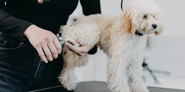 初心者必見！愛犬の爪切りのコツと注意点