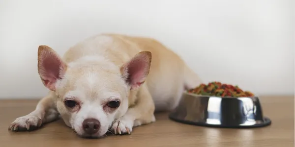 犬のアレルギーとは？症状や予防法を解説