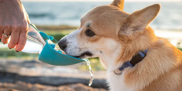 犬にはちみつを与えるメリットと注意点