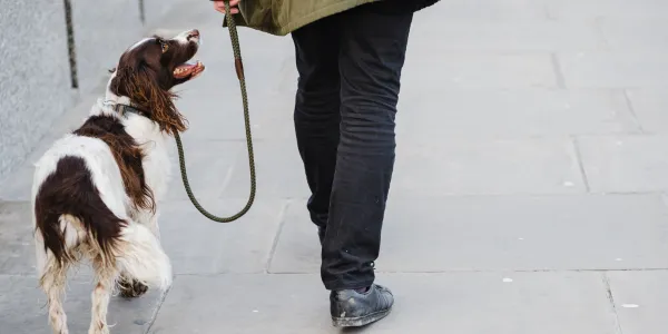 犬の暑さ対策：家でも外でもできる簡単な方法