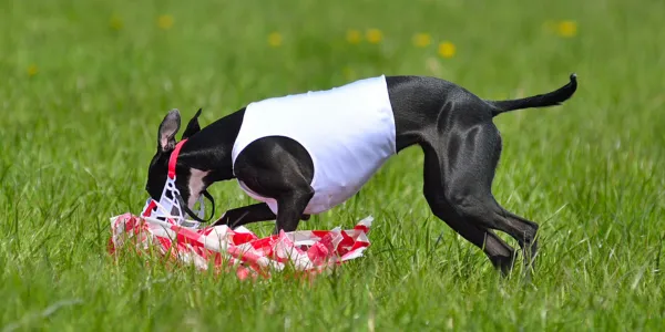 犬にきゅうりを与える方法とその効果