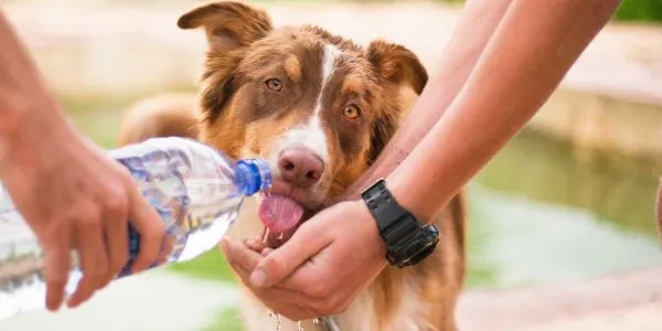 なぜ犬はこんなにかわいいのか？その魅力を解説